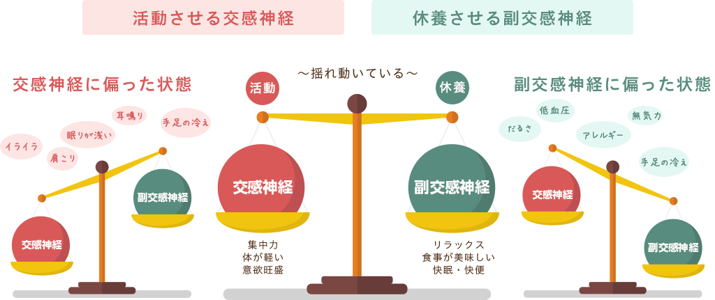 活動させる交感神経と休養させる副交感神経