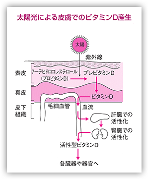 太陽光による皮膚でのビタミンD産生